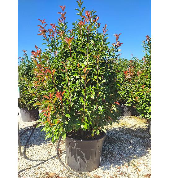Photinia Serr. Red Robin C110 Lit. 175-200 cm (ZEL)