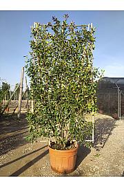 Photinia Serr. Red Robin C130 Lit. 250-300 cm; Špalir (ZEL)