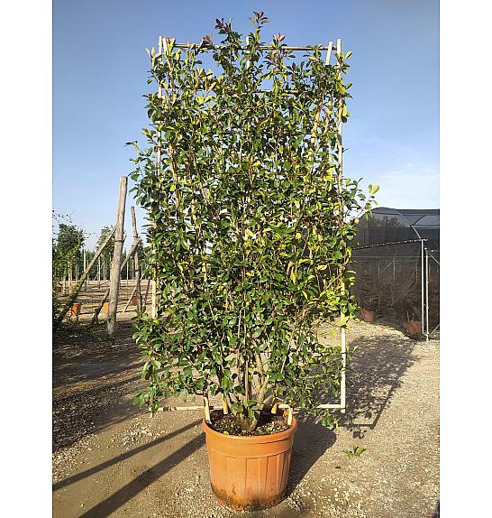 Photinia Serr. Red Robin C130 Lit. 250-300 cm; Špalir (ZEL)