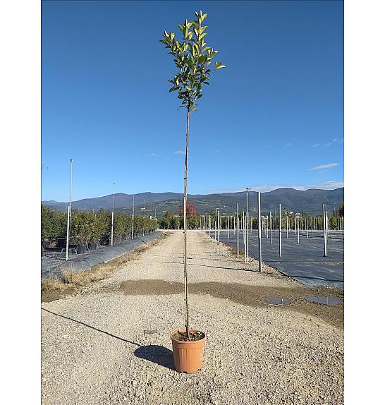 Photinia Serr. Red Robin C15 Lit. Na Steblu 200 cm; 4/6 cm (ZEL)