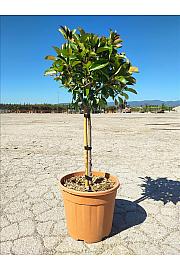 Photinia Serr. Red Robin C15 Lit. Na Steblu 50 cm (ZEL)
