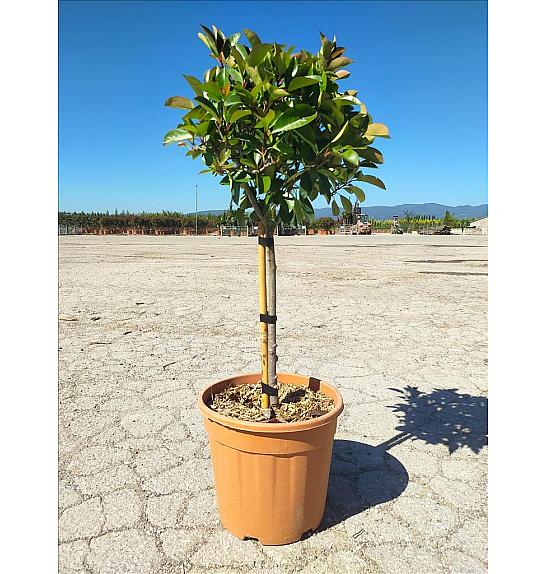 Photinia Serr. Red Robin C15 Lit. Na Steblu 50 cm (ZEL)