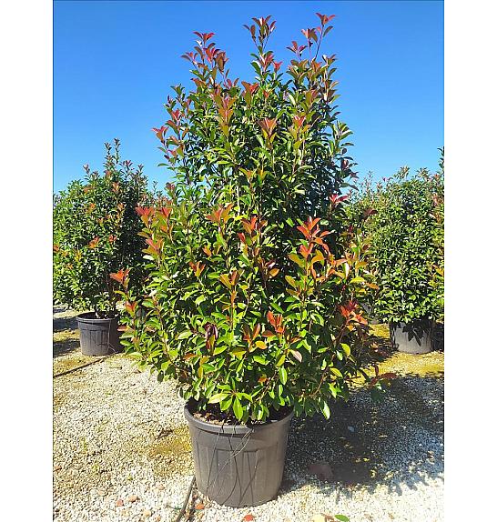 Photinia Serr. Red Robin C150 Lit. 200-250 cm (ZEL)