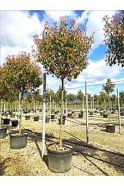Photinia Serr. Red Robin C150 Lit. Na Steblu 200 cm; 14/16 cm (ZEL)