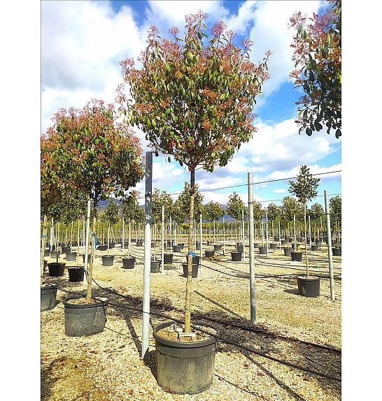 Photinia Serr. Red Robin C150 Lit. Na Steblu 200 cm; 14/16 cm (ZEL)