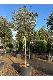 Photinia Serr. Red Robin C160 Lit. Na Steblu 200 cm; 16/18 cm (ZEL)