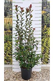 Photinia Serr. Red Robin C18 Lit. 125-150 cm (ZEL)