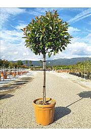 Photinia Serr. Red Robin C27 Lit. Na Steblu 100 cm; 8/10 cm (ZEL)