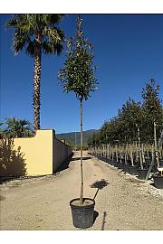 Photinia Serr. Red Robin C33 Lit. Na Steblu 200 cm; 8/10 cm (ZEL)