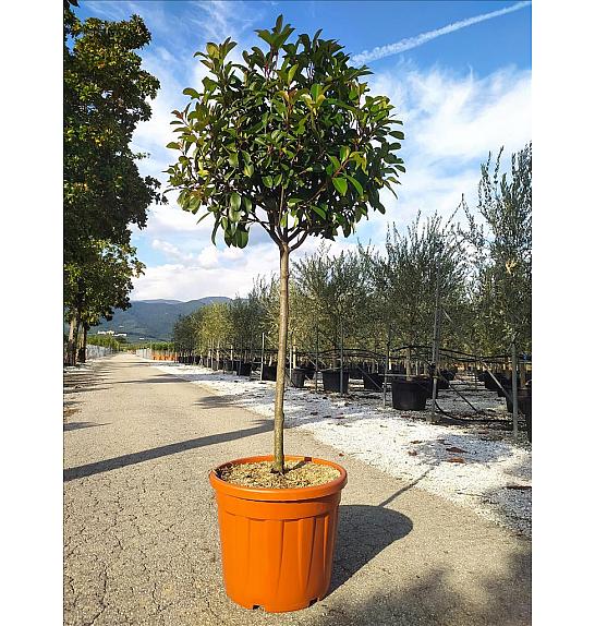 Photinia Serr. Red Robin C35 Lit. Na Steblu 100 cm; 10/12 cm (ZEL)