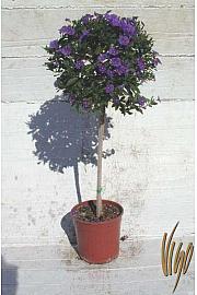 Solanum rantonetti Ø18 Na Steblu 30 cm