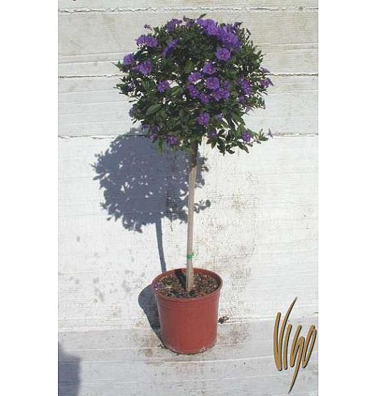 Solanum rantonetti Ø18 Na Steblu 30 cm