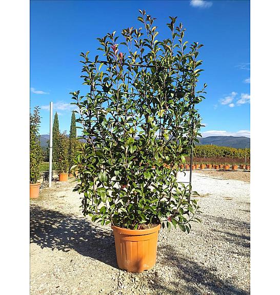 Photinia Serr. Red Robin C45 Lit. 125-150 cm; Špalir (ZEL)