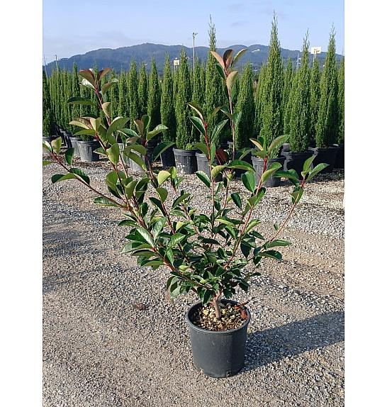 Photinia Serr. Red Robin C5 Lit. 60-80 cm (ZEL)