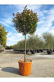 Photinia Serr. Red Robin C50 Lit. Na Steblu 100 cm; 12/14 cm; Krošnja 80/100 cm (ZEL)