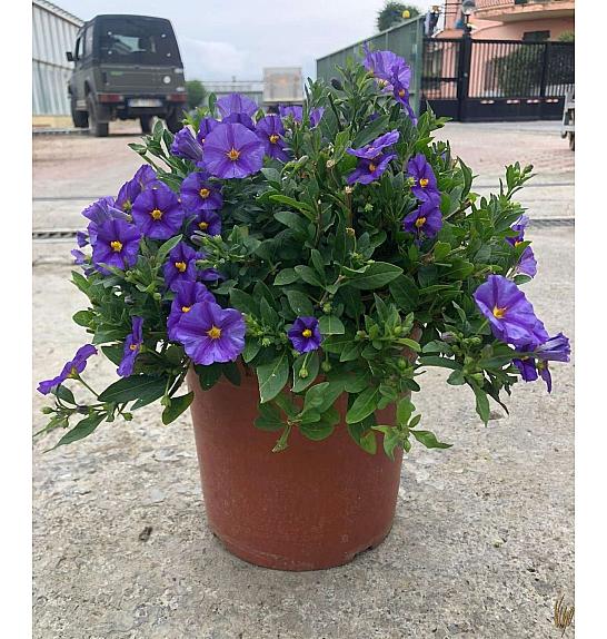 Solanum rantonetti Ø18
