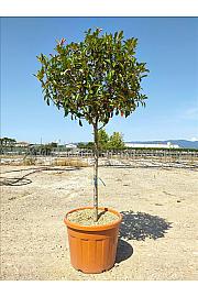 Photinia Serr. Red Robin C80 Lit. Na Steblu 100 cm; 12/14 cm; Krošnja 80/100 cm (ZEL)