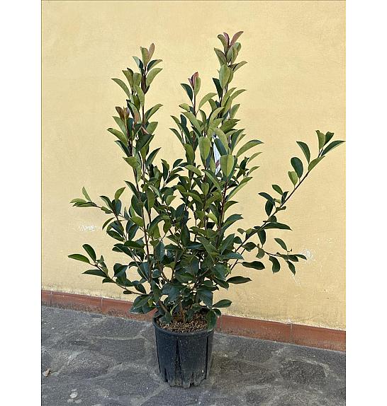 Photinia Serr. Red Robin C9 Lit. 80-100 cm (ZEL)