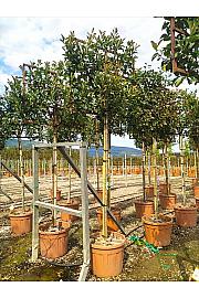 Photinia Serr. Red Robin C90 Lit. Na Steblu 200 cm; 10/12 cm (ZEL)