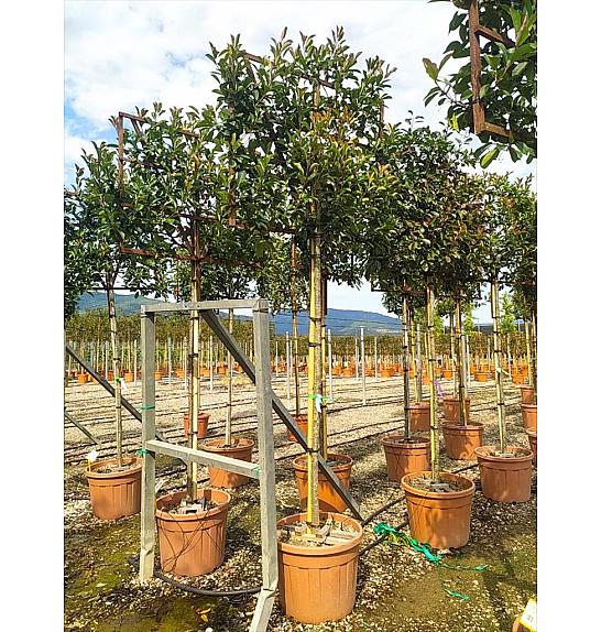 Photinia Serr. Red Robin C90 Lit. Na Steblu 200 cm; 10/12 cm (ZEL)