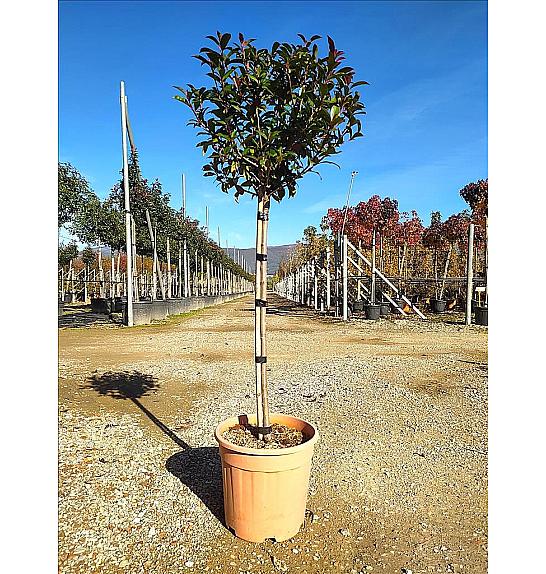 Photinia Serr. Red Robin Compatta C15 Lit. Na Steblu 100 cm; Krošnja 40/60 cm (ZEL)