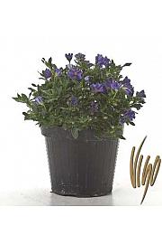 Solanum rantonetti Ø14