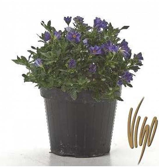 Solanum rantonetti Ø14