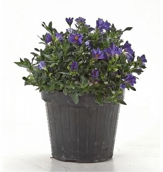 Solanum rantonetti Ø14