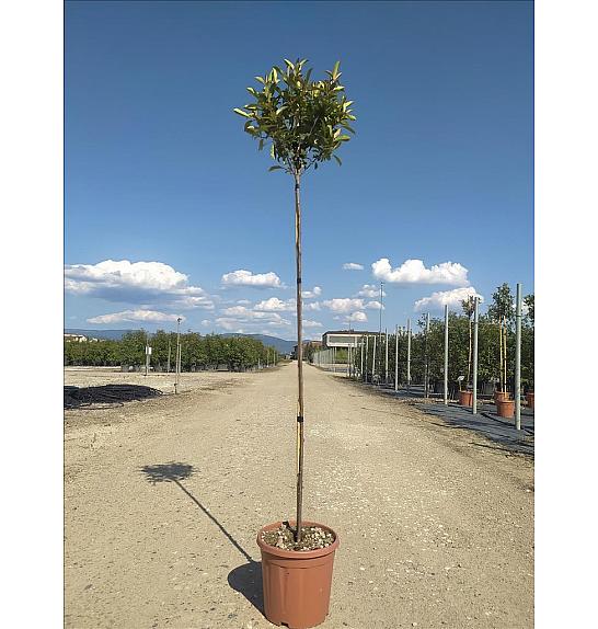 Photinia Serr. Red Robin Compatta C15 Lit. Na Steblu 175 cm; 4/6 cm (ZEL)
