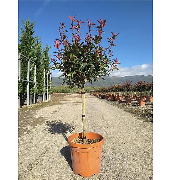 Photinia Serr. Red Robin Compatta C15 Lit. Na Steblu 50 cm (ZEL)