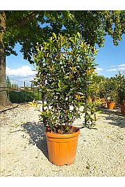 Photinia Serr. Red Robin Compatta C30 Lit. 80-100 cm; Špalir (ZEL)