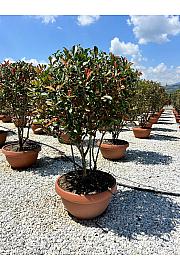 Photinia Serr. Red Robin Compatta C40 Lit. 125-150 cm (ZEL)