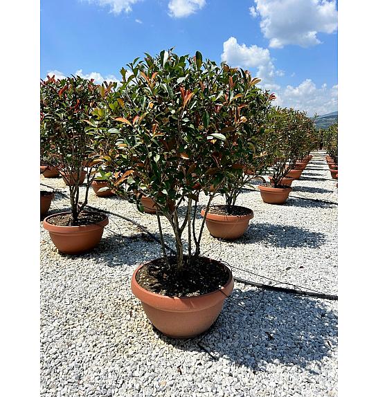 Photinia Serr. Red Robin Compatta C40 Lit. 125-150 cm (ZEL)