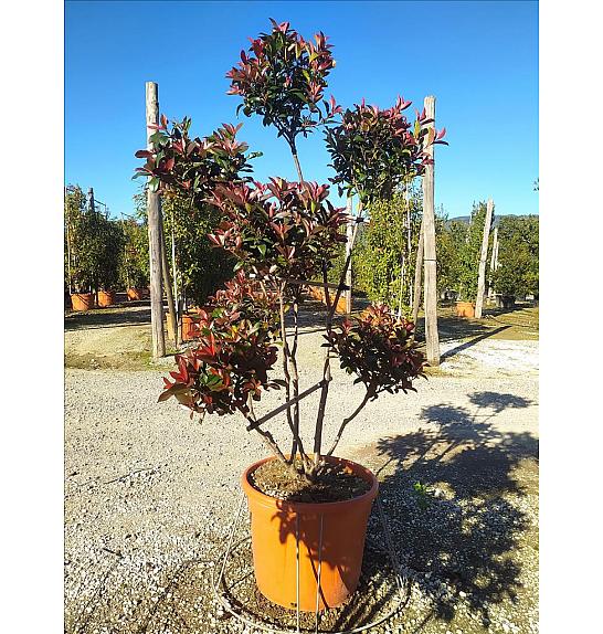 Photinia Serr. Red Robin Compatta C55 Lit. 175-200 cm; Pon Pon (ZEL)