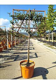 Photinia Serr. Red Robin Compatta C55 Lit. Na Steblu 100 cm; 8/10 cm (ZEL)
