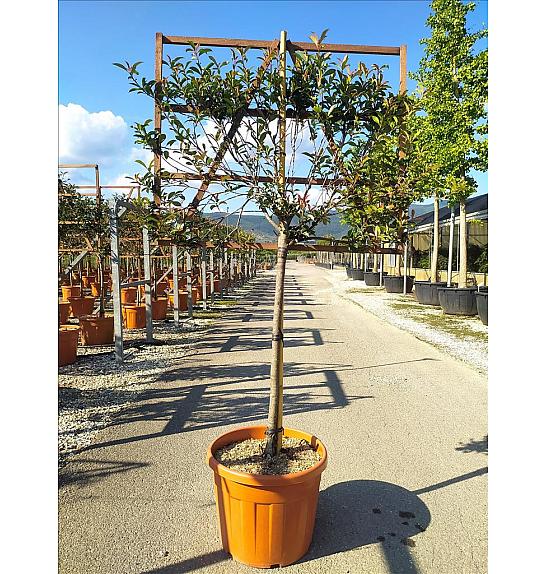 Photinia Serr. Red Robin Compatta C55 Lit. Na Steblu 100 cm; 8/10 cm (ZEL)