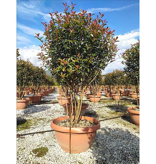Photinia Serr. Red Robin Compatta C80 Lit. 125-150 cm (ZEL)