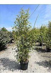 Phyllostachys Aurea C30 Lit. 250-300 cm (ZEL)