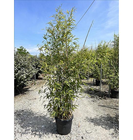 Phyllostachys Aurea C30 Lit. 250-300 cm (ZEL)