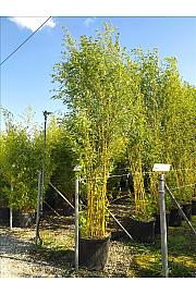 Phyllostachys Aureos. Spectabilis C70 Lit. 400-500 cm (ZEL)