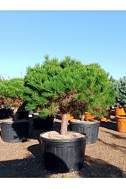 Pinus Densiflora Alice Verkade C230 Lit. Na Steblu 50 cm; 30/35 cm; Krošnja 125/150 cm (ZEL)