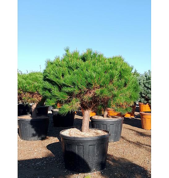 Pinus Densiflora Alice Verkade C230 Lit. Na Steblu 50 cm; 30/35 cm; Krošnja 125/150 cm (ZEL)