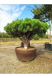 Pinus Densiflora Pend. C1250 Lit. 175-200 cm; Krošnja 200/250 cm (ZEL)