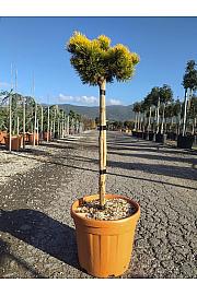 Pinus Mugo Carstens Winter Gold C30 Lit. Na Steblu 100 cm; Krošnja 30/40 cm (ZEL)