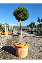 Pinus Mugo Mops C35 Lit. Na Steblu 100 cm; Krošnja 40/60 cm (ZEL)