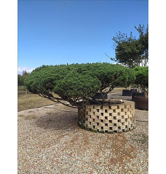 Pinus Mugo Mughus C500 Lit. 125-150 cm; Krošnja 300/350 cm (ZEL)