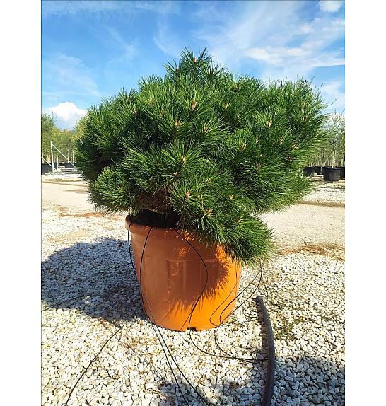 Pinus Nigra Bambino C70 Lit. 80-100 cm; Krošnja 80/100 cm (ZEL)