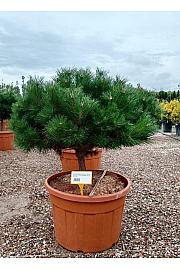 Pinus Nigra Brepo (R) C180 Lit. Na Steblu 50 cm; 18/20 cm; Krošnja 100/125 cm (ZEL)