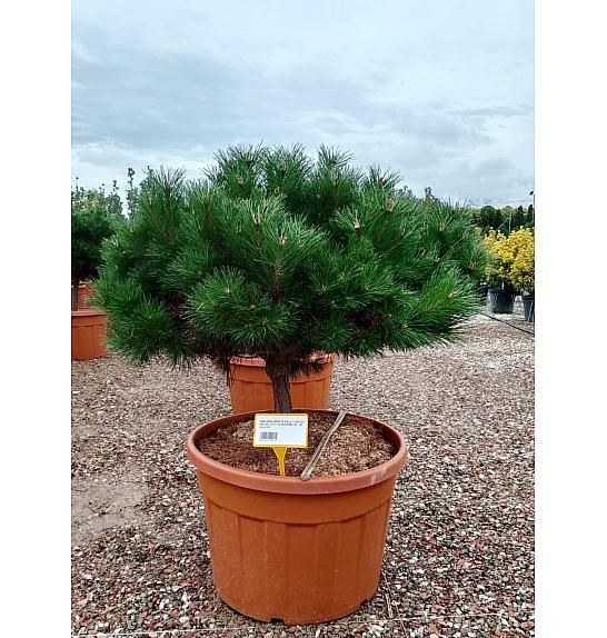 Pinus Nigra Brepo (R) C180 Lit. Na Steblu 50 cm; 18/20 cm; Krošnja 100/125 cm (ZEL)