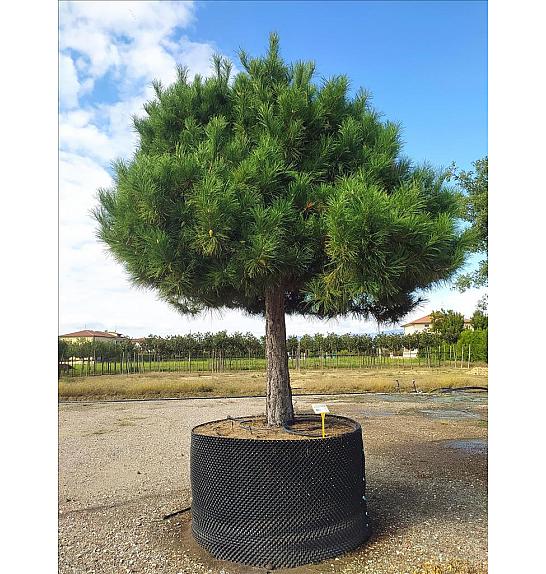 Pinus Nigra Nigra C500 Lit. Na Steblu 100 cm; 60/70 cm; Krošnja 250/300 cm (ZEL)